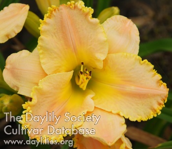 Daylily Lullaby Dreams